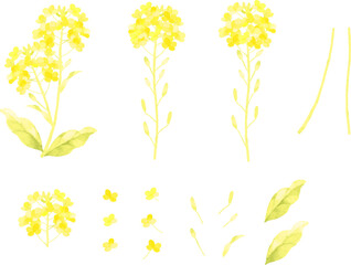 水彩で描いた菜の花のパーツのイラスト