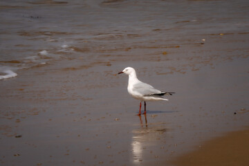 Obraz premium Seagull standing on wet sand at the beach