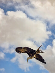 Frigatebird, negative space,