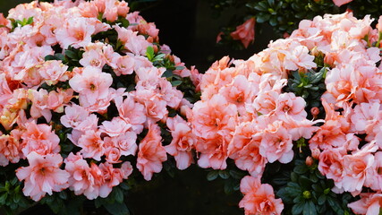 Western azaleas in full bloom in pink