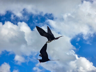 Pair Frigatebirds