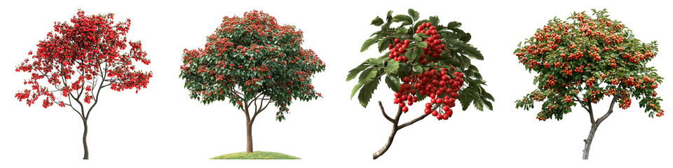 Four different type of vibrant red tree, showcasing the various styles and shapes of the natural beauty. A collection of colorful tree branches that will brighten up any project.