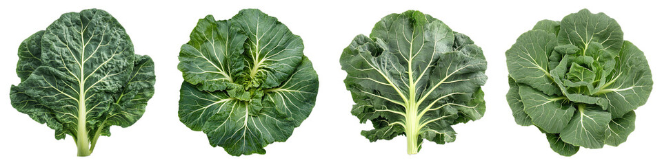 A close up image of four leafy green vegetable. They appear fresh and vibrant. 