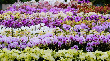 Obraz premium Western orchids of various colors on display at a flower shop