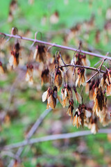Maple key laden branches