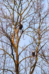 2 Bald eagles in the tree (Haliaeetus leucocephalus)