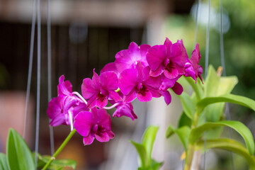 Vibrant purple orchid flowers bloom on a slender stem with lush green leaves
