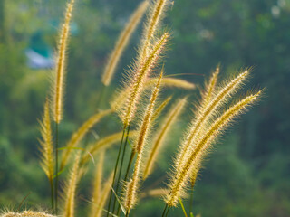 Golden mission grass plumes glow in sunlight against a blurred green backdrop