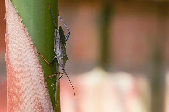 A macro shot of a leaf-footed bug clinging to a bamboo plant stem