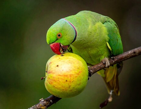 A vibrant tropical green and yellow macaw with colorful feathers and a sharp beak perches as an exotic avian bird in the wild Amazon nature