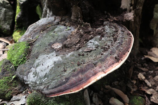 a wild fungus that grows on a base trunk of a dead tree in a rural area in Java, Indonesia, a type of fungus from the genus Ganoderma
