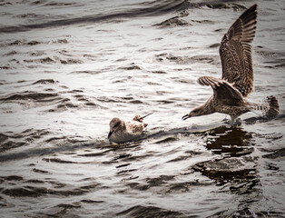 Two seagulls in flight over a wet sandy beach with shadows.