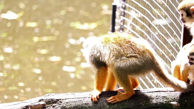 A group of Common squirrel monkey (Saimiri sciureus) emerge from a cage into an enclosure