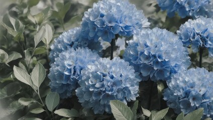 Serene Blue Hydrangeas in Full Bloom with Soft Lighting.