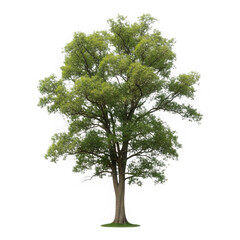 Obraz premium Green tree nature background