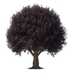 Purple leaf tree isolated on white background