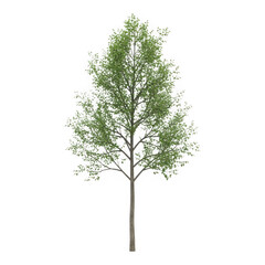 Obraz premium Green tree isolated white background
