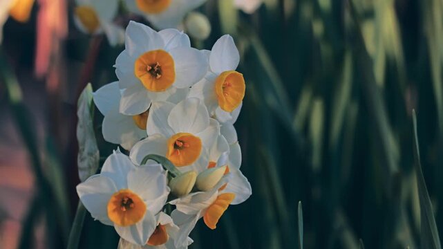 Tokyo,Japan - January 24, 2026: Closeup of daffodil flower in winter morning