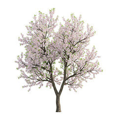 Obraz premium Blossoming Cherry Tree in Full Spring Bloom.