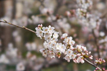 神奈川県川崎市　麻生川の桜並木
