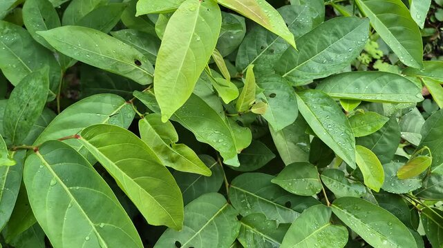 Fresh green soursop leaves with raindrops in a tropical garden