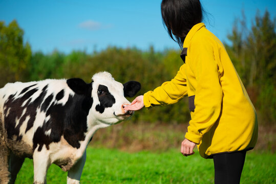 Woman touch cow