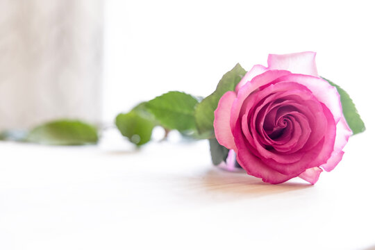 A single pink rose on a table with green leaves on a white isolated background in a horizontal presentation.