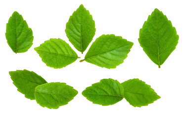 Naklejka premium set of seven vibrant green leaves isolated on a transparent background, perfect for natural and botanical design projects.