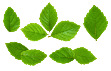 set of seven vibrant green leaves isolated on a transparent background, perfect for natural and botanical design projects.