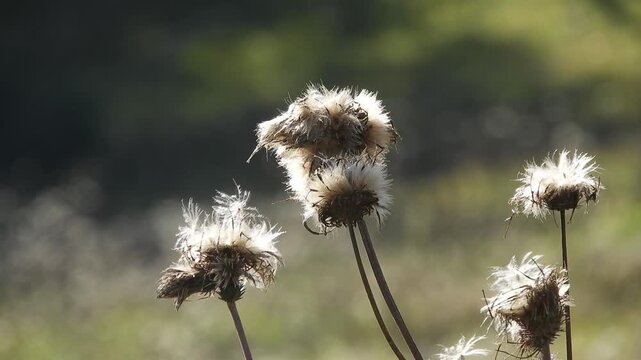 [4K] Japanese Thistle Down (Cirsium japonicum): Delicate Fluffy Seed Head Swaying in the Wind 【4K】風に揺れるノアザミの綿毛：繊細な冠毛と種子のクローズアップ、八甲田の自然美素材 撮影日：20251106-1