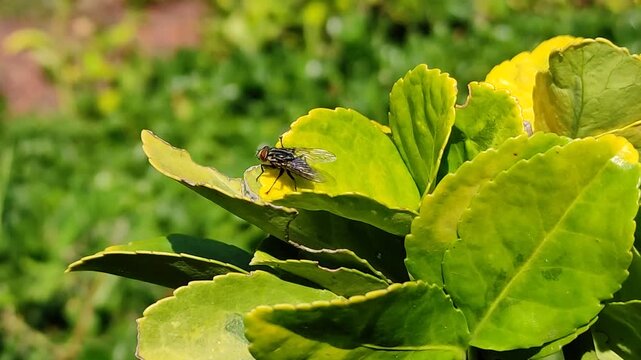 A selective capture of a fly on a green leaf. Una toma selectiva de una mosca en una hoja verde. (6)