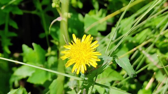 Beautiful yellow dandelion flowers in the garden.Lindas flores de diente de le&oacute;n, de color amarillo, sobre el jard&iacute;n.(15).