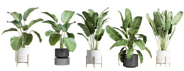 assortment of five lush green potted banana plants with broad leaves, presented in stylish modern planters for contemporary interior decoration.