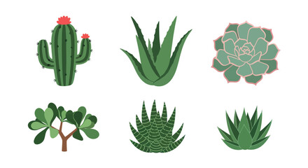 Various succulents and cacti illustrations on white background © Adit