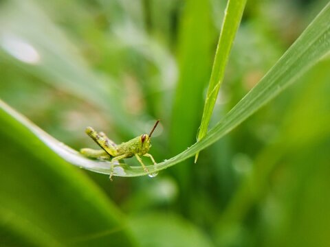 grasshopper on a leaf