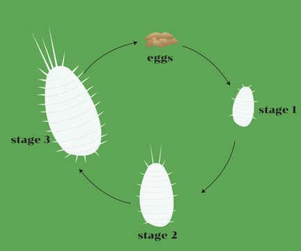 Illustration showing the life cycle of Coccidae (scale insects), highlighting each developmental stage from egg to adult.