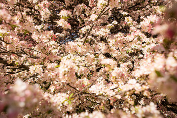 Fototapeta premium spring flowers background