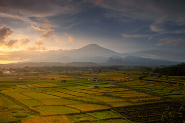 Naklejka premium rice field at sunset