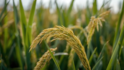 Naklejka premium Lovely rice variety Oriza sativa