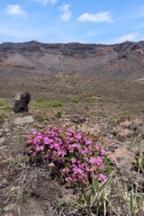 阿蘇　ミヤマキリシマと中岳