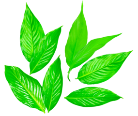 group of vibrant green spathiphyllum leaves, featuring prominent veins and a glossy finish, presented against a stark transparent background for design use.