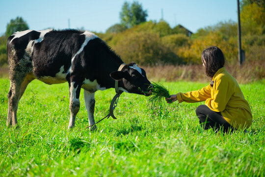 Woman feeding cow