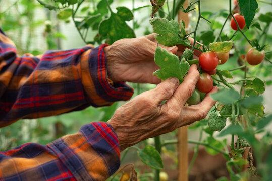 Elderly gardener