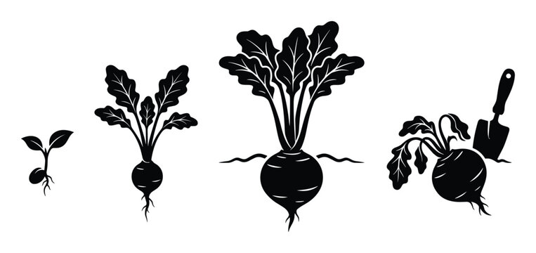 Beet growth stages vector illustration. Life cycle germination seedling, vegetative maturity diagram in detail.