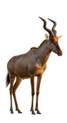 Fototapeta premium Realistic Antelope with Golden Light on Transparent Background Isolated
