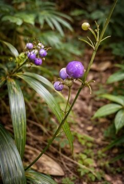 Tropical Dianella Ensifolia in Natural Habitat, Kalimantan Rainforest