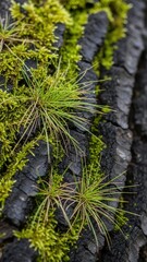 Intricate Moss and Sprout Textures on Rustic Tree Bark Close Up Nature Macro