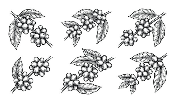 Coffee branch engraving illustration, coffee plant with leaves and berries, detailed botanical drawing, vintage style.