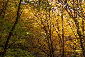 Fototapeta premium Autumn forest foliage vibrant golden leaves illuminate sunlit fall nature