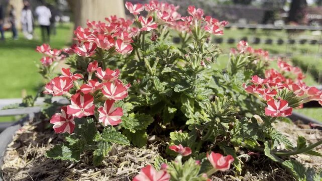 Verbena Red Star, Single Verbena Sweet dreams Voodoo star plant with big cluster of vivid red and peachy white starred flowers growing in local urban garden on warm sunny spring day
